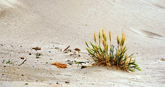 Grass morocco baltic sea