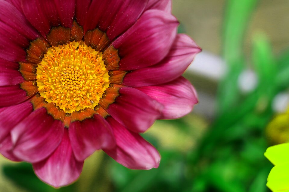 Daisy pink macro photo