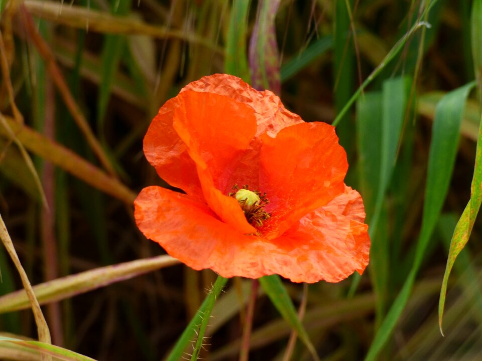 Island mediterranean bloom