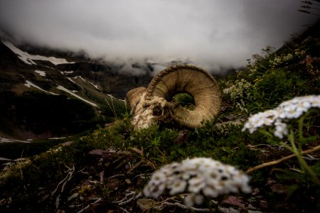 Bighorn Sheep Skull