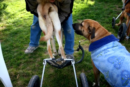 how fast can you cart your dog?