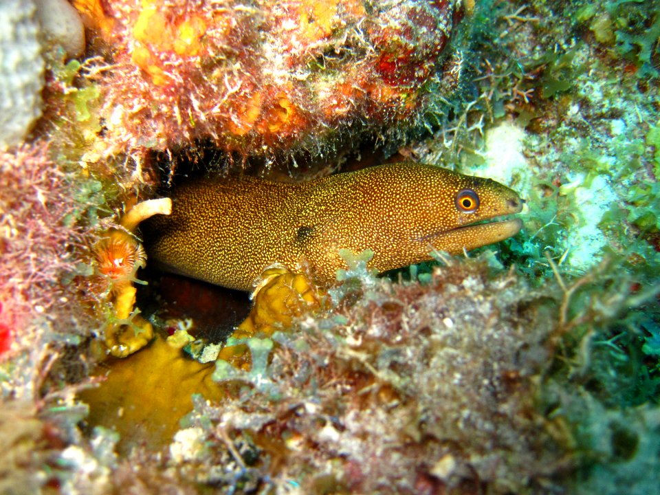 FKNMS Moray eel photo