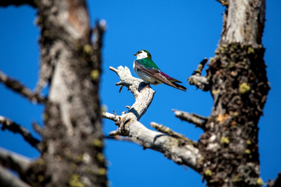 Violet-green Swallow - Tachycineta thalassina