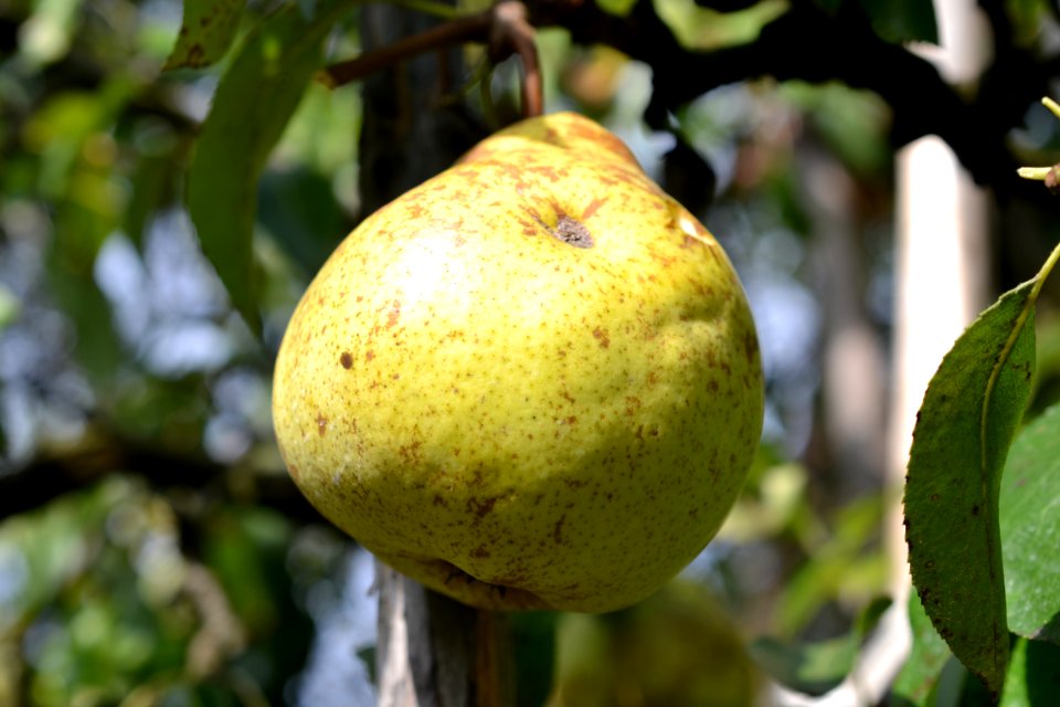 pear