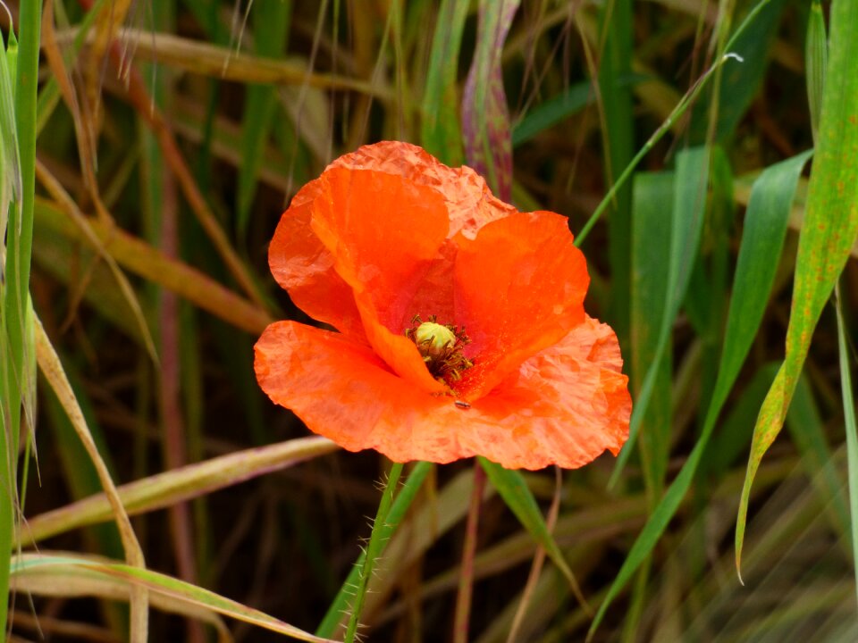 Island flower bloom