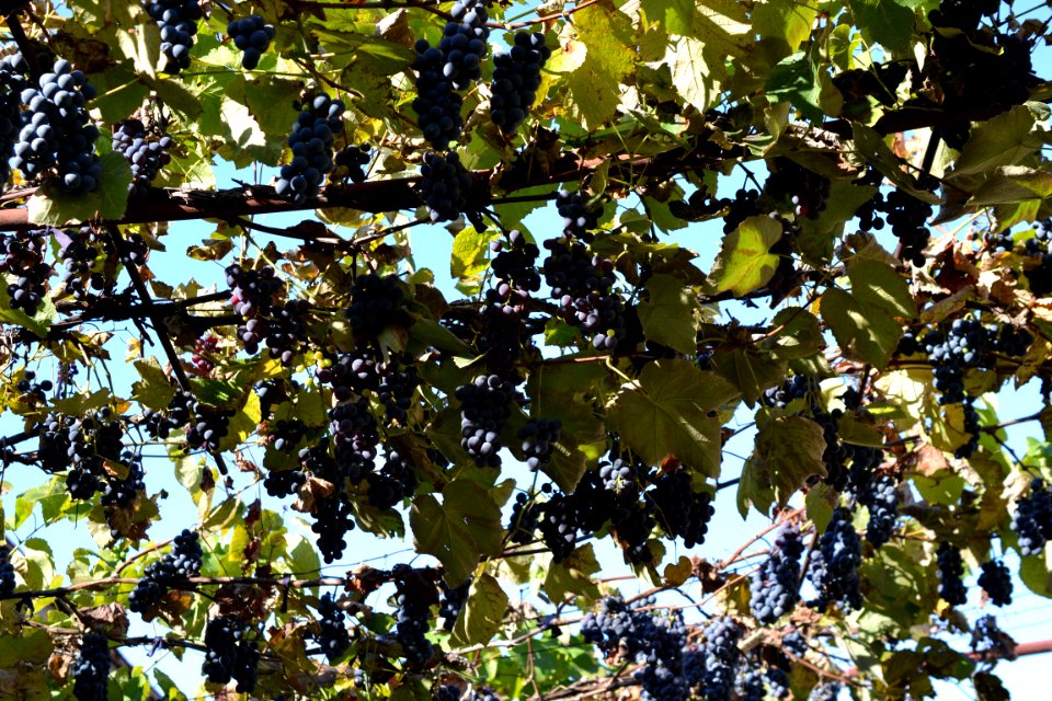 grapes