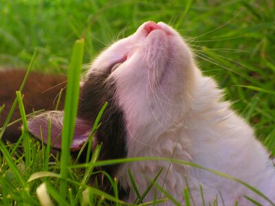 Hairy in the grass cute photo