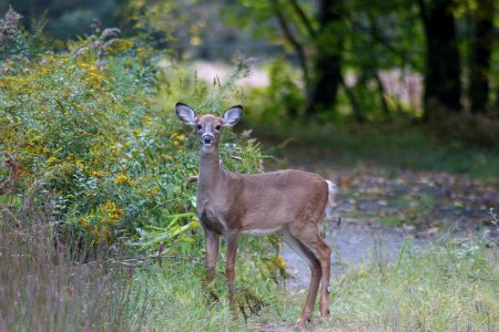 Yearling at Great Bay NWR