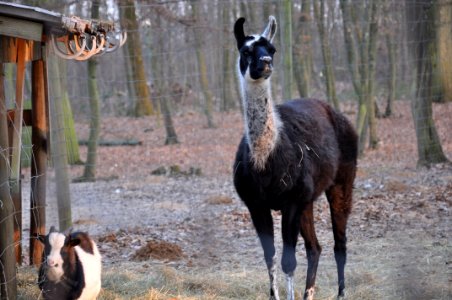 Lama et chèvre photo