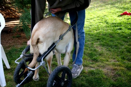 how fast can you cart your dog?