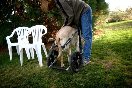 how fast can you cart your dog?