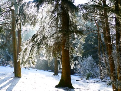 Conifer fir tree frozen
