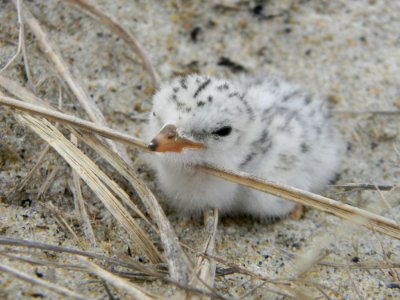 Least Tern Chick photo