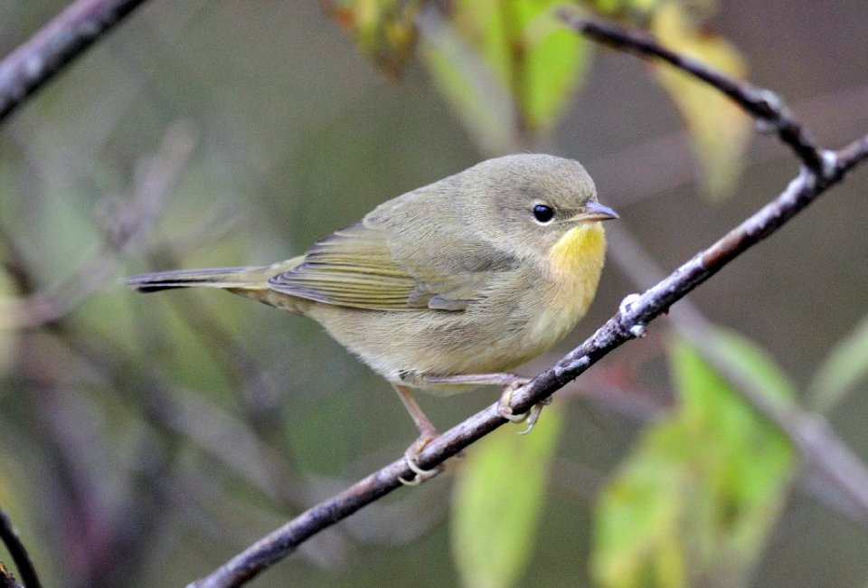 Photo of the Week - Common Yellowthroat (MA)