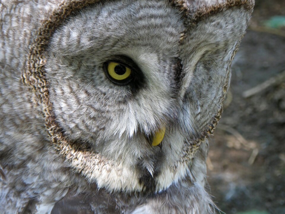 Owl predators strix nebulosa