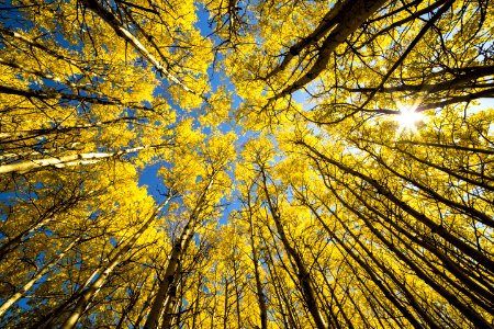 Aspen Grove Sunburst photo