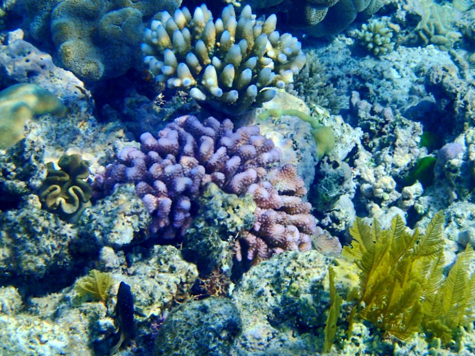 GreatBarrierReef CoralGarden 02 20190918