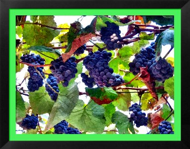 FotoSketcher - grape
