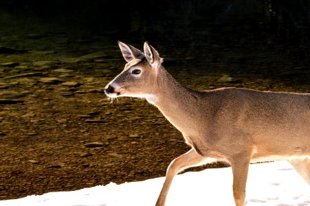 Whitetail Deer near McDonald Creek photo