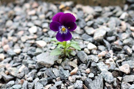 Viola aphids purple