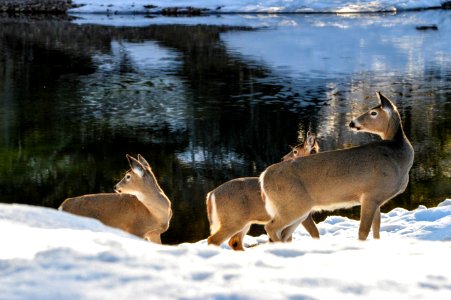 Whitetail Deer near McDonald Creek