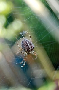 Cobweb web spiders bug photo