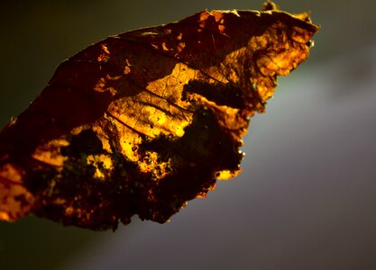 Forest golden tree photo