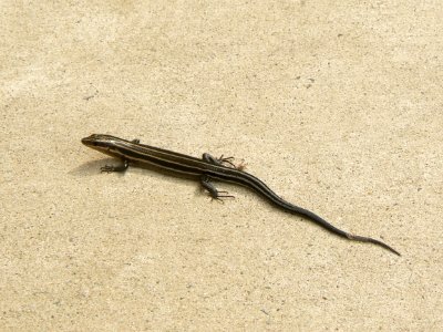 Five-lined Skink photo