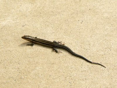 Five-lined Skink