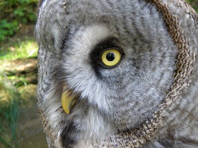 Predators strix nebulosa eyes
