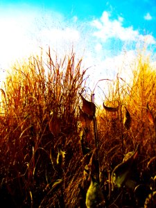 milkweed photo