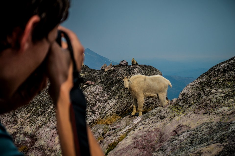 Mountain Goat at Sperry Glacier