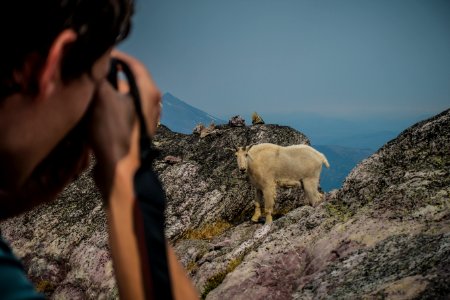 Mountain Goat at Sperry Glacier