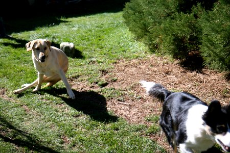 ninja jake and bella
