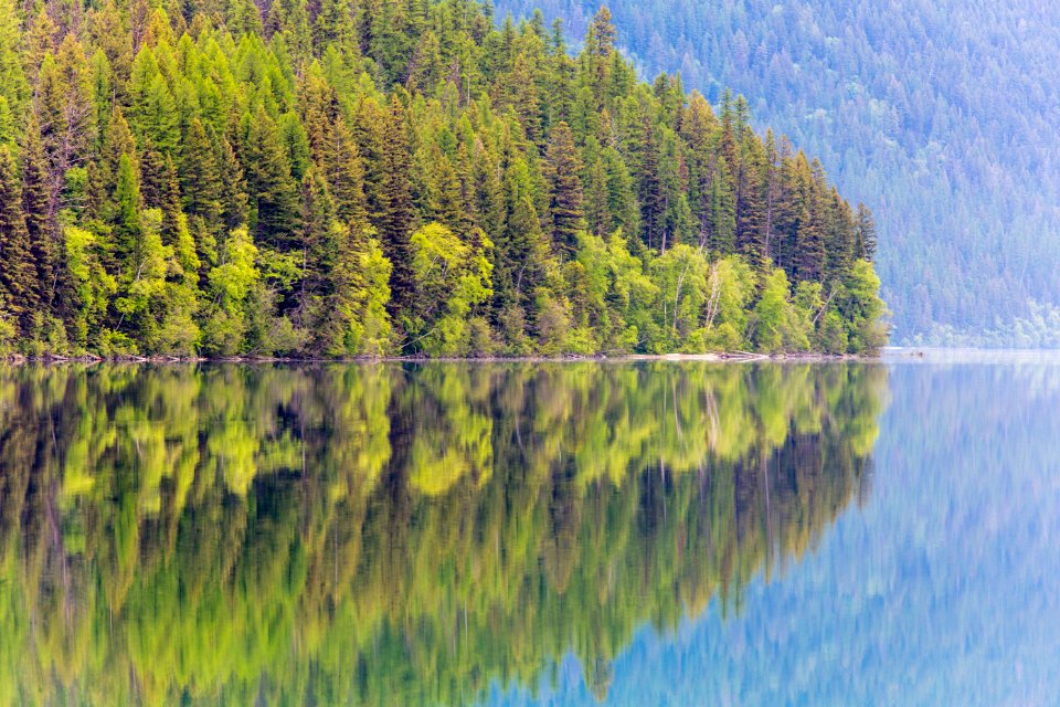 Bowman Lake Tree Reflections 5.26.16