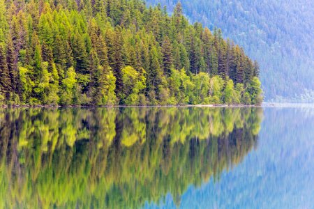 Bowman Lake Tree Reflections 5.26.16