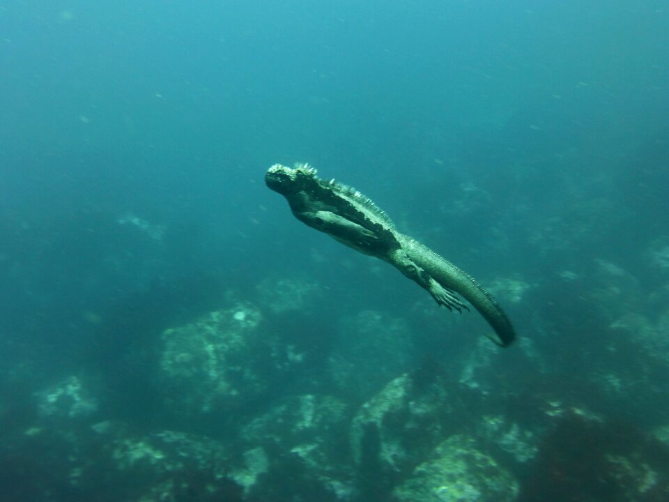 Reptile iguana lizard