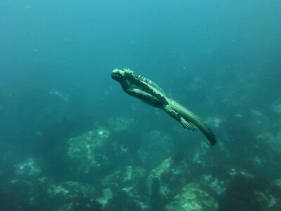 Reptile iguana lizard