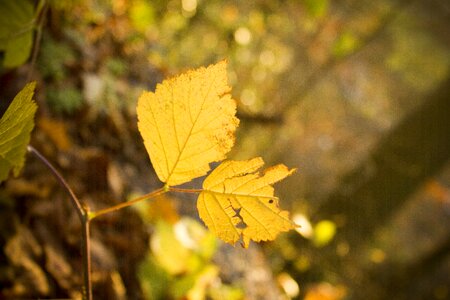 Leaves plant tree
