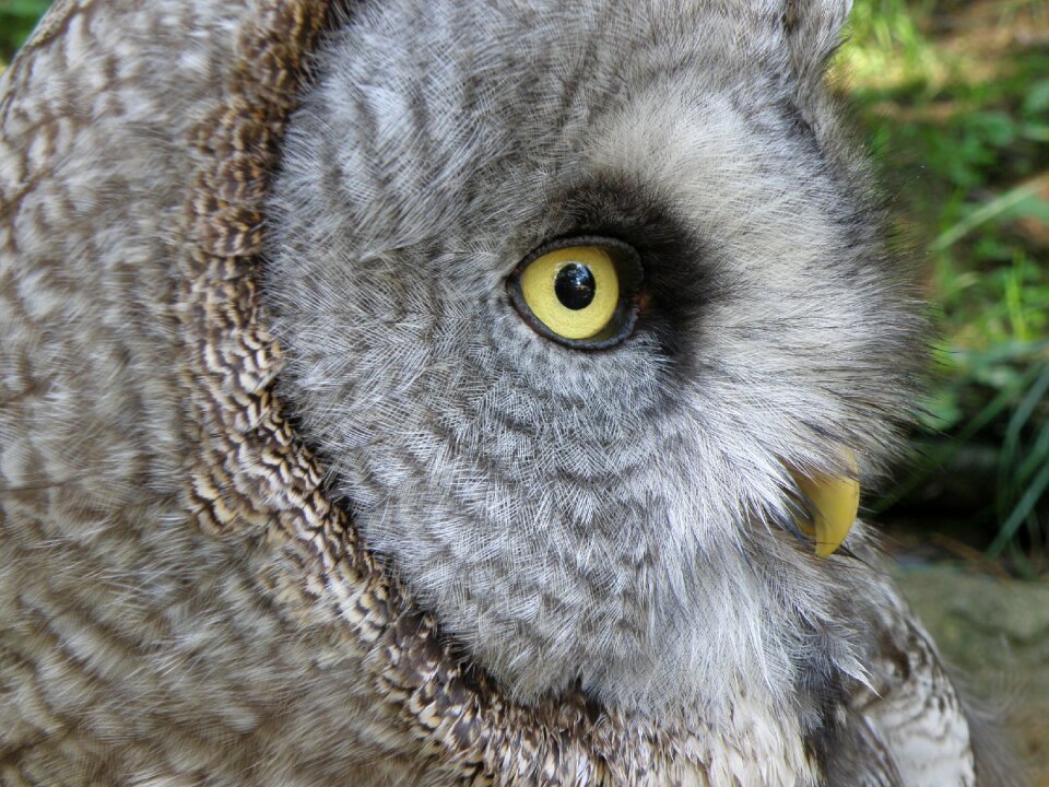 Owl predators strix nebulosa