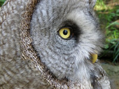 Owl predators strix nebulosa photo