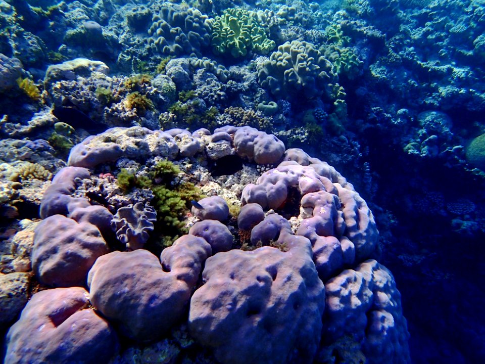 GreatBarrierReef CoralGarden 11 20190919