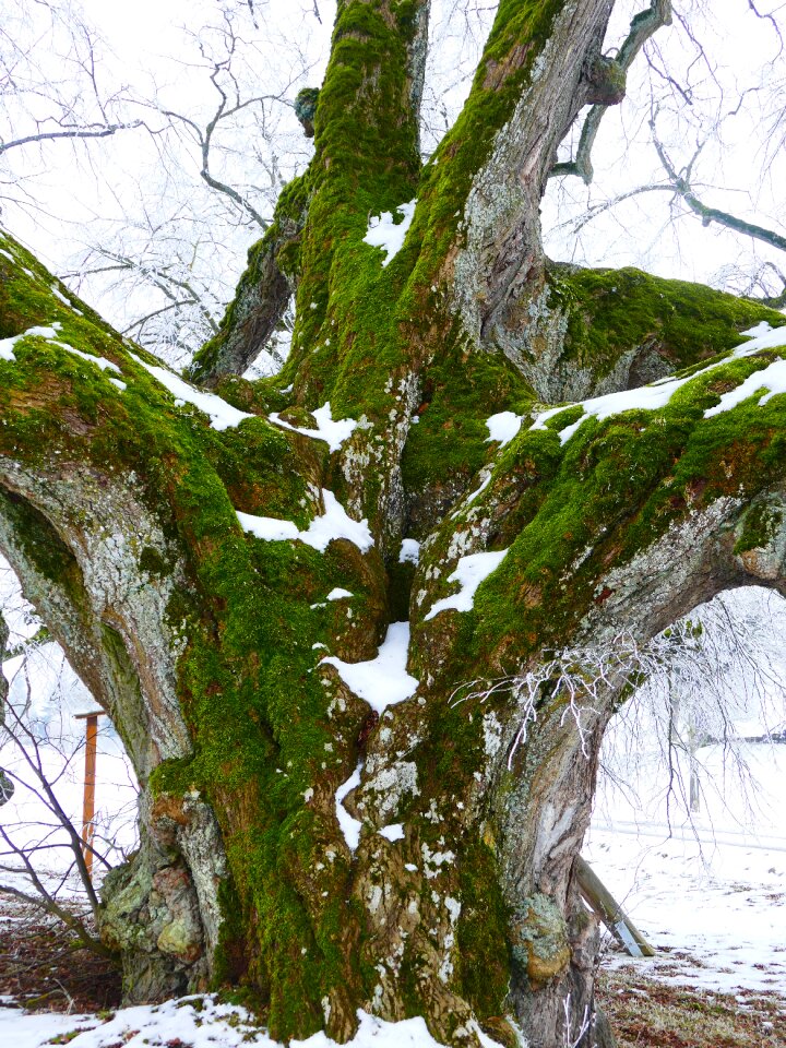 Powerful large tree bark