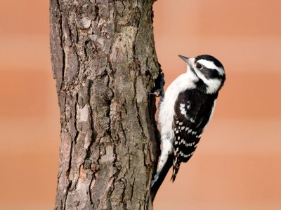 Downy Woodpecker photo