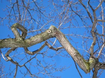 funny branch