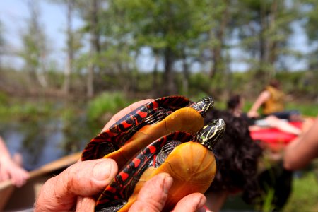 Two Painted Turtles photo