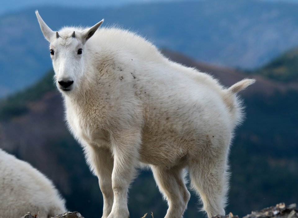 Mountain Goat- Its Cold Up Here