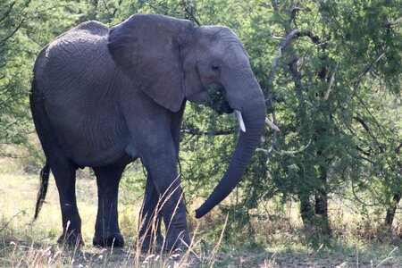 Africa safari serengeti