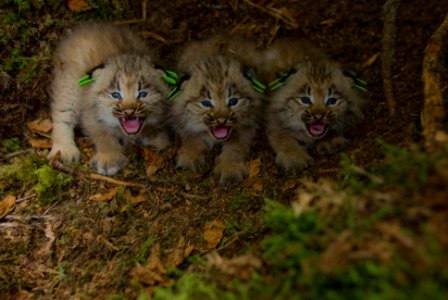 Photo of the Week - Canada Lynx kittens photo