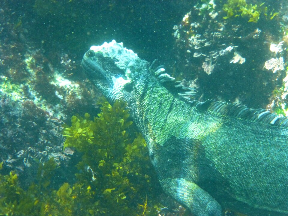 Reptile iguana lizard